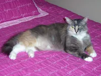 Missy, photo 2