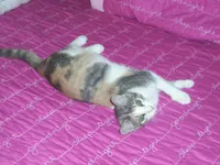 Daphne, photo 1