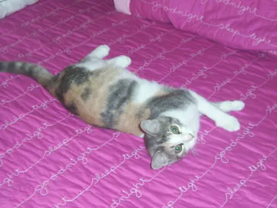 Daphne, adopted from Cats For Life Houston