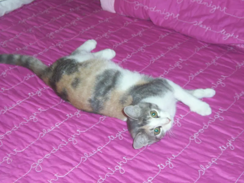 Daphne, adopted from Cats For Life in Houston, Texas