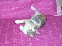 Daphne, photo 2