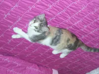Daphne, photo 4