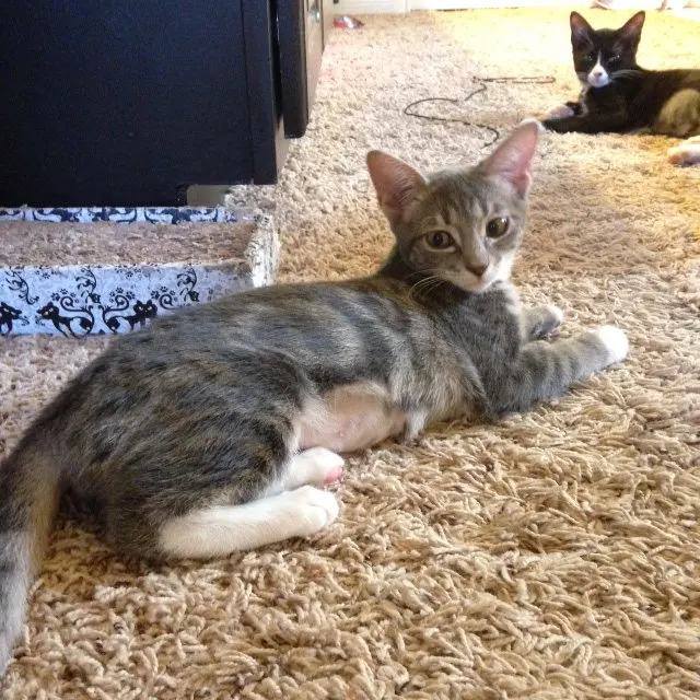 Smudge, adopted from Cats For Life in Houston, Texas