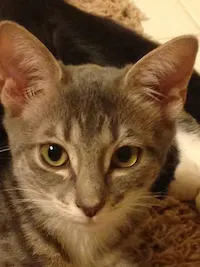 Smudge, photo 2