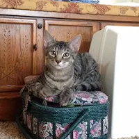 Peanut, photo 1