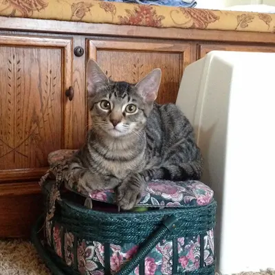 Peanut, adopted from Cats For Life Houston