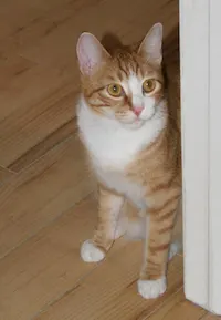 Felix, photo 3
