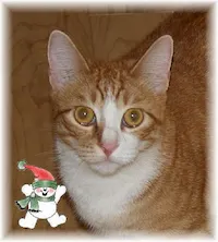 Felix, photo 1
