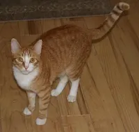 Felix, photo 4