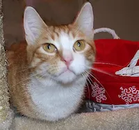 Felix, photo 5