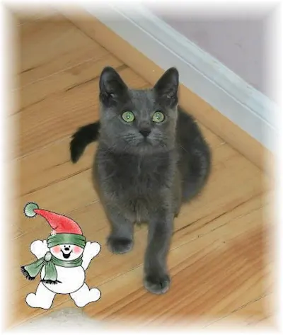 Ranger, adopted from Cats For Life Houston