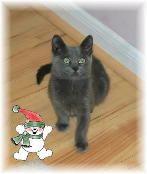 Ranger, adopted from Cats For Life in Houston, Texas