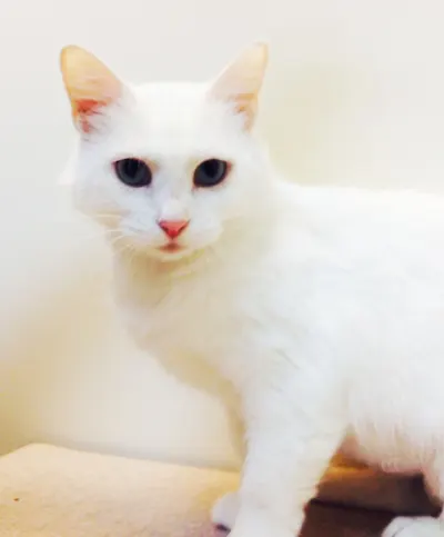 Dolly, adopted from Cats For Life Houston