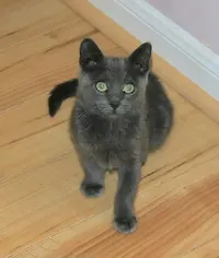 Ranger, photo 3