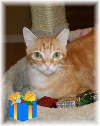 Tyson, photo 1