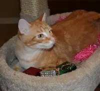 Tyson, photo 7
