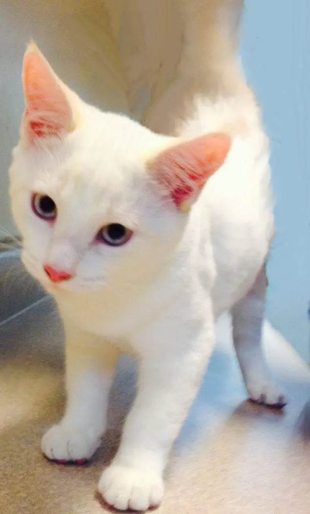 Ricky, adopted from Cats For Life in Houston, Texas