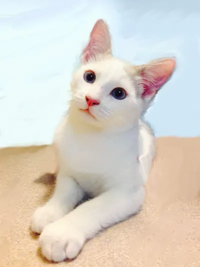 Roy, adopted from Cats For Life Houston