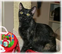 Twinkles, photo 3