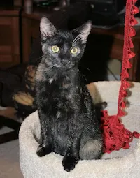 Twinkles, photo 2