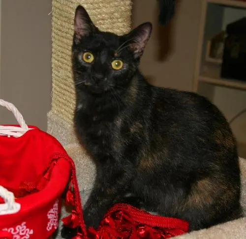 Twinkles, adopted from Cats For Life in Houston, Texas