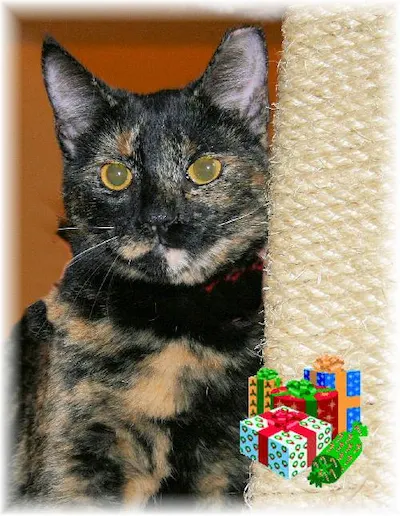 Rebecca, adopted from Cats For Life Houston