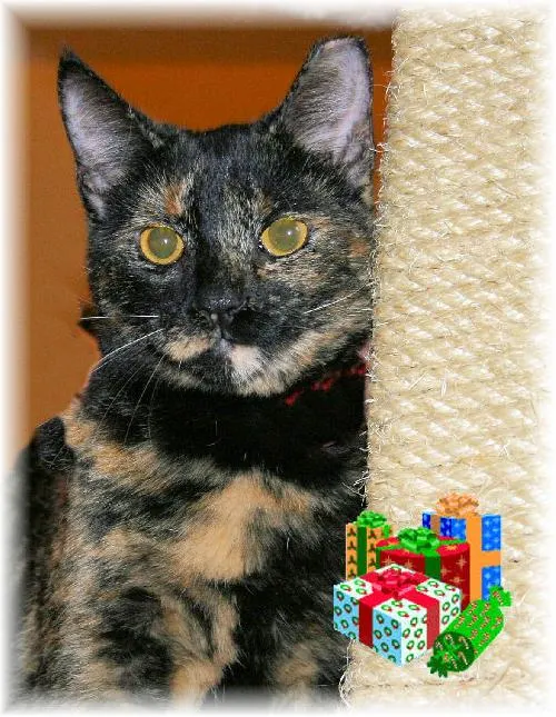 Rebecca, adopted from Cats For Life in Houston, Texas