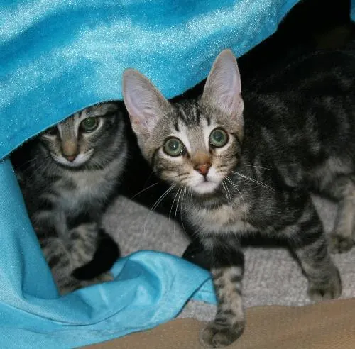 Romeo & Juliet, adopted from Cats For Life in Houston, Texas