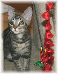 Juliet, photo 1