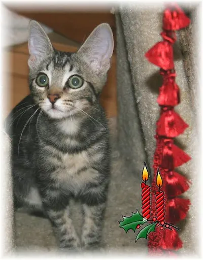 Juliet, adopted from Cats For Life Houston