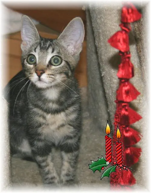 Juliet, adopted from Cats For Life in Houston, Texas