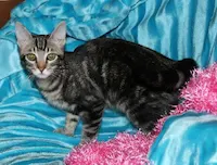 Juliet, photo 4