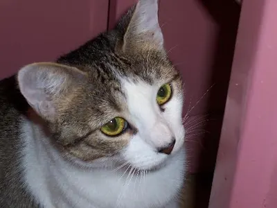 Jennifer, adopted from Cats For Life Houston