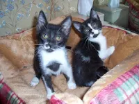 Priscilla & Elvis , photo 1