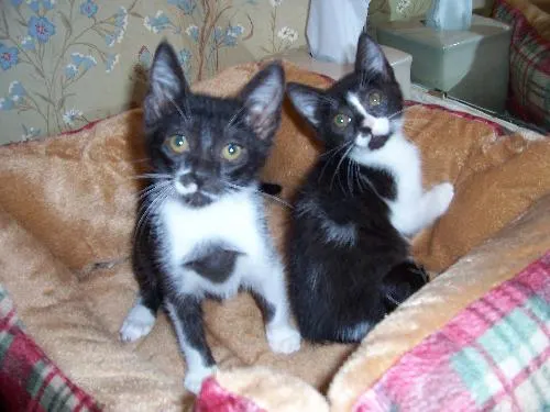 Priscilla & Elvis , adopted from Cats For Life in Houston, Texas