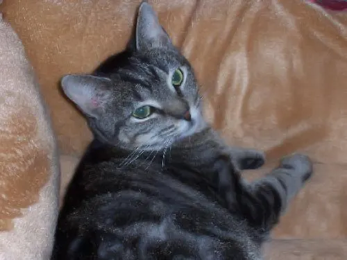 Carrie, adopted from Cats For Life in Houston, Texas