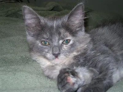 Princess, adopted from Cats For Life Houston