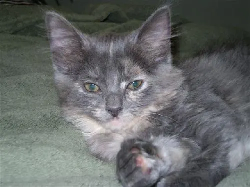 Princess, adopted from Cats For Life in Houston, Texas