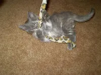 Princess, photo 4