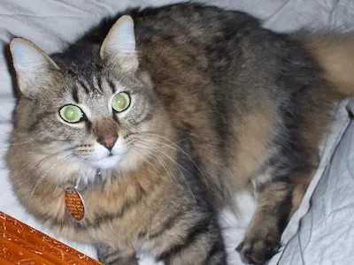 Buda, adopted from Cats For Life Houston