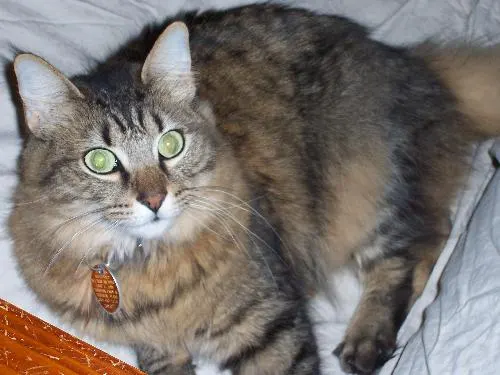 Buda, adopted from Cats For Life in Houston, Texas