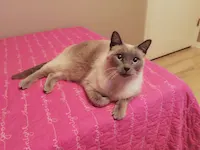 Lila, photo 1