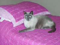 Lila, photo 2