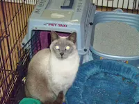 Lila, photo 3