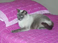 Lila, photo 4