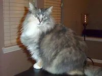 Missy, photo 1
