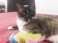 Mitzy, photo 1
