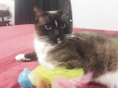 Mitzy, adopted from Cats For Life Houston
