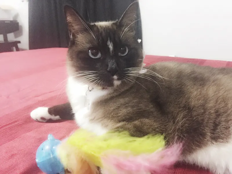 Mitzy, adopted from Cats For Life in Houston, Texas