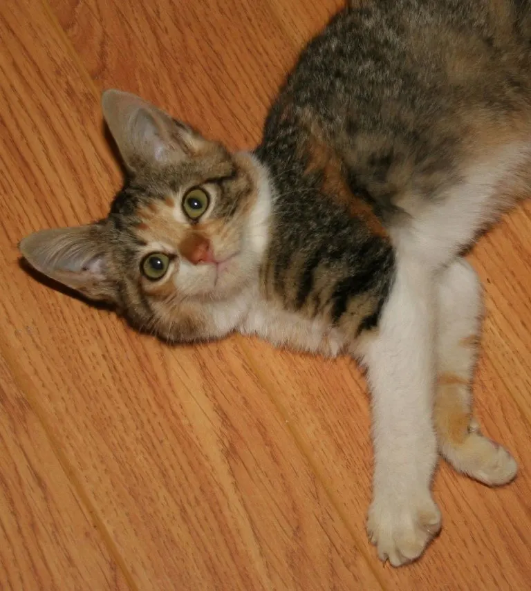 Penny, adopted from Cats For Life in Houston, Texas